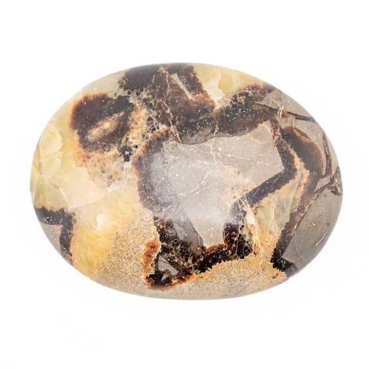 Cristal de palma septeriano natural: cristal curativo pulido, piedra preciosa terapéutica ovalada
