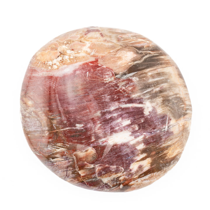 Pierre de palmier en bois pétrifié naturel - Cristal de guérison poli, pierre précieuse de thérapie ovale