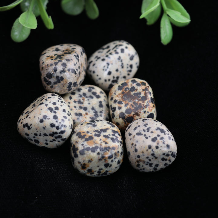 Natural Dalmatian Jasper Tumbled Stone - Polished Crystals for Positive Vibes & Style